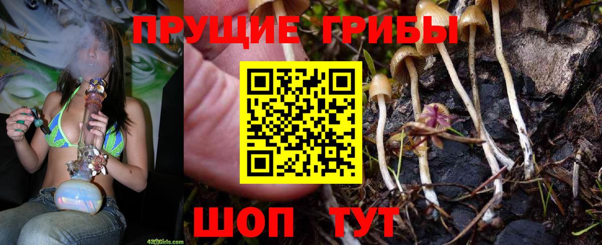 Кимры  Псилоцибиновые грибы Psilocybine cubensis  Вход с VPN 